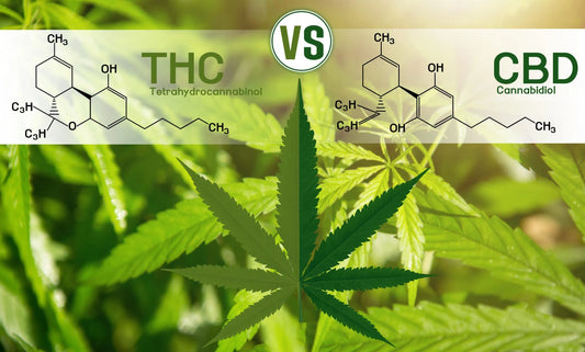Les Différences entre le CBD et le THC : Comprendre leurs Effets et Usages